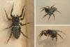 Cyrba ocellata